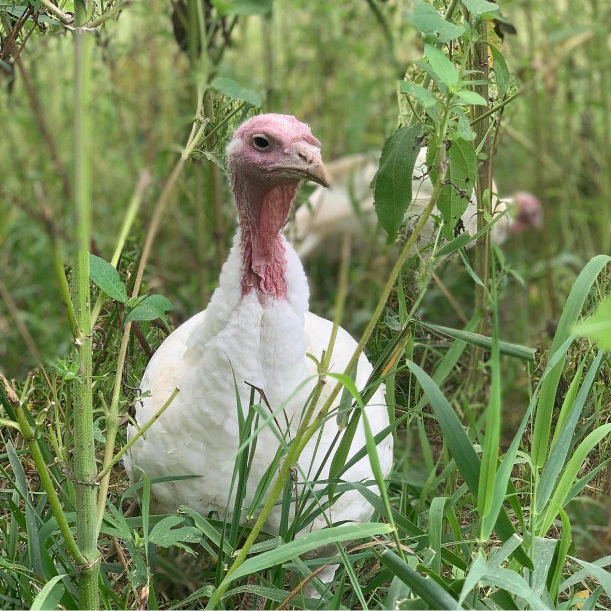 Turkeys Pasture Raised First Fruits Family Farms